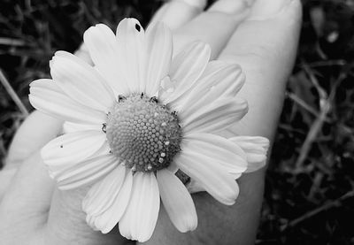 Close-up of white daisy flower