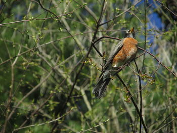 Close-up of a bird perching on branch