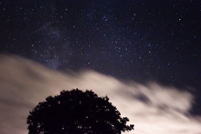 Low angle view of trees against sky at night