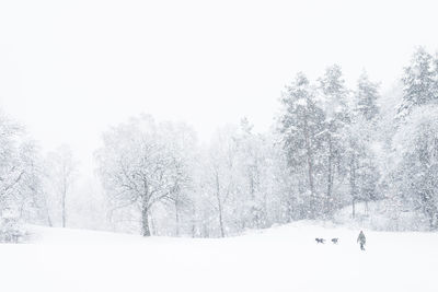 Snow covered trees against sky