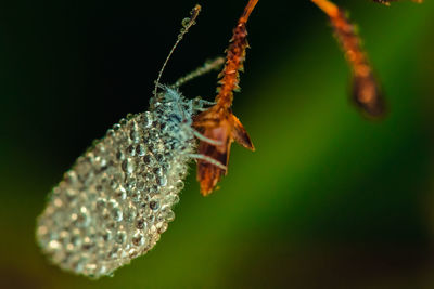 Close-up of insect on flower