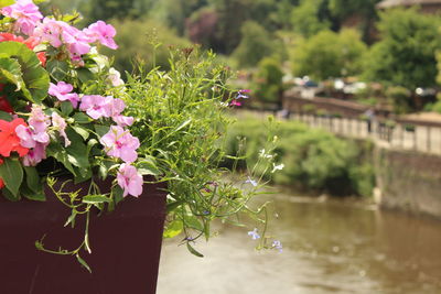 Close-up of pink flowering plant