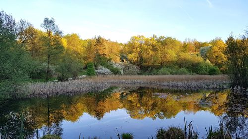 Scenic view of lake in forest during autumn