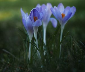 Close-up of purple crocus flowers on field