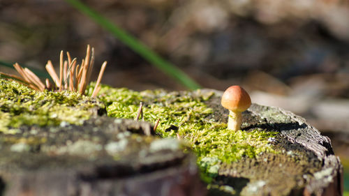 Close-up of mushroom growing on plant