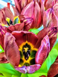 Close-up of purple flowering plant