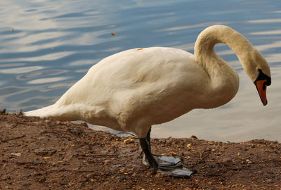 View of swan drinking water at lakeshore