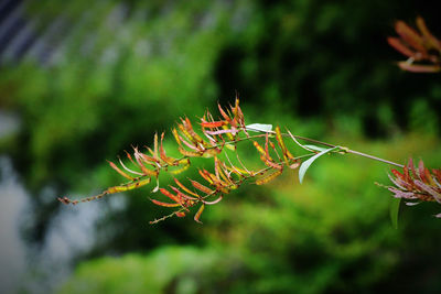 Close-up of flowering plant against blurred background