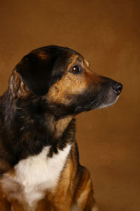 Close-up of dog looking away