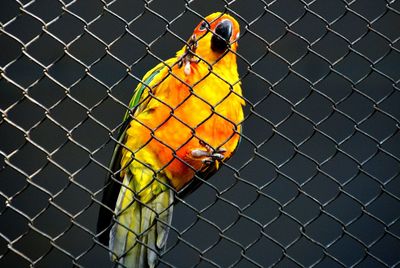 Close-up of parrot in cage