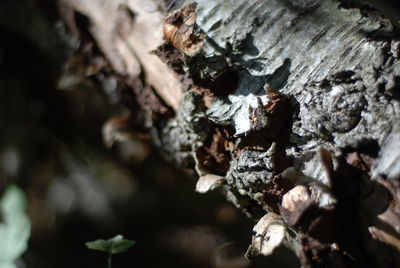 Full frame shot of tree trunk