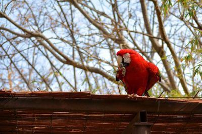 Low angle view of parrot perching on tree