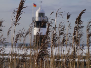 Reed for lighthouse