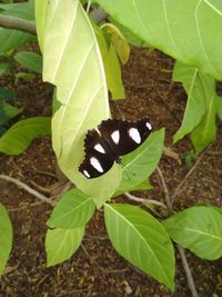 High angle view of butterfly on leaf