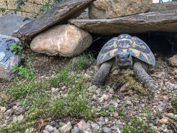 High angle view of tortoise on rock