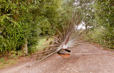 Peacock on grass
