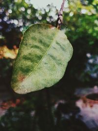 Close-up of leaves