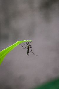 Close-up of insect on plant