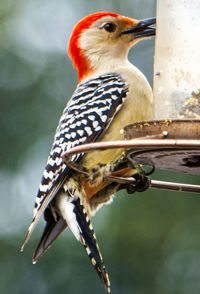Redhead on the feeder