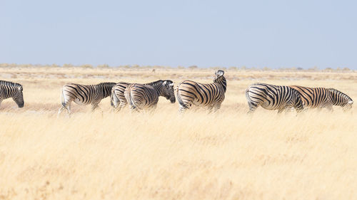 Zebras in a field