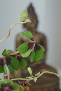 Close-up of green plant