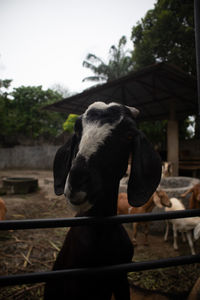 Close-up of a horse in ranch