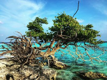 Tree by sea against sky