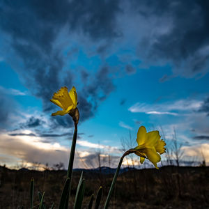 Close-up of yellow flowering plant against sky