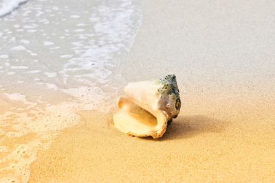 High angle view of shell on beach