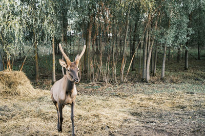 Deer standing in a forest