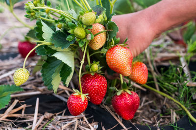 Close-up of strawberries