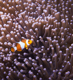 Close-up of fish swimming in sea