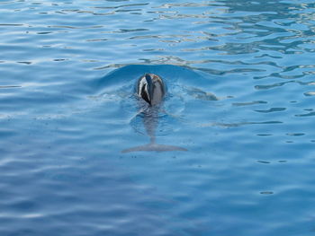 High angle view of turtle in sea