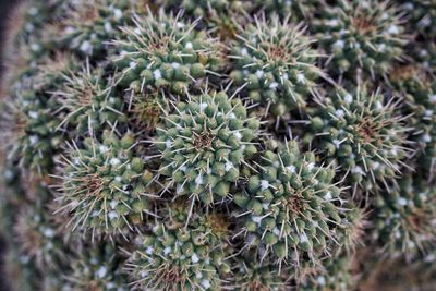 Close-up of succulent plant
