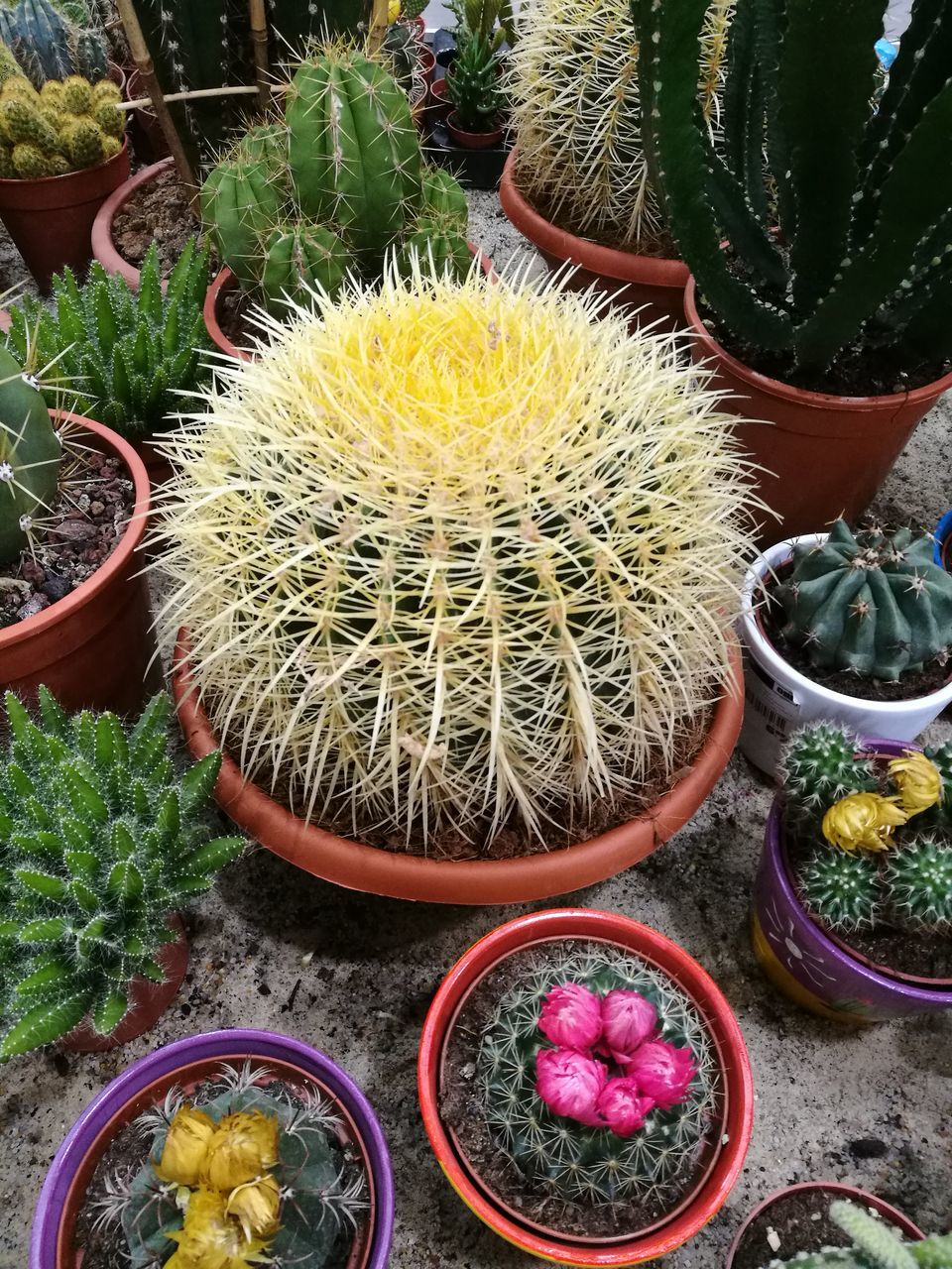 cactus, barrel cactus, growth, thorn, plant, potted plant, high angle view, spiked, nature, no people, green color, outdoors, day, close-up, freshness, beauty in nature