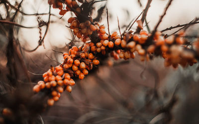 Close-up of berries growing on tree