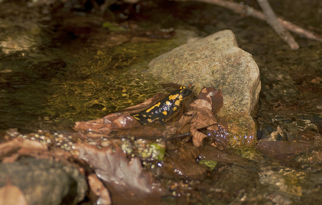 water, high angle view, rock - object, nature, moss, close-up, day, outdoors, stone - object, tranquility, beauty in nature, no people, pond, plant, reflection, sunlight, waterfront, rock, river, selective focus