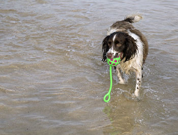 Dog in water