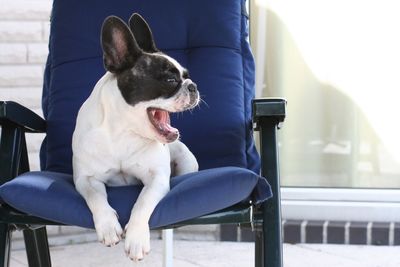 Dog yawning on the chair