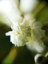 Close-up of flower blooming outdoors