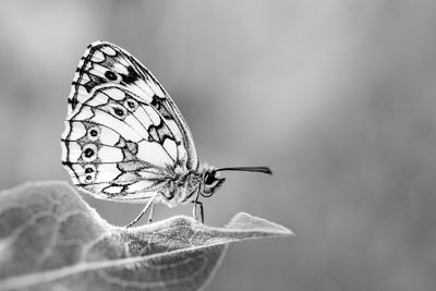 Close-up of butterfly