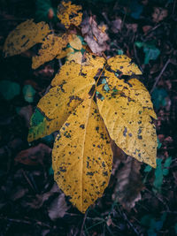 Close-up of yellow maple leaf on land