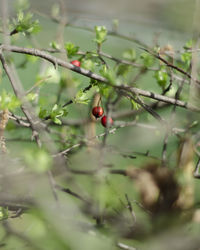 Close-up of red berries growing on tree