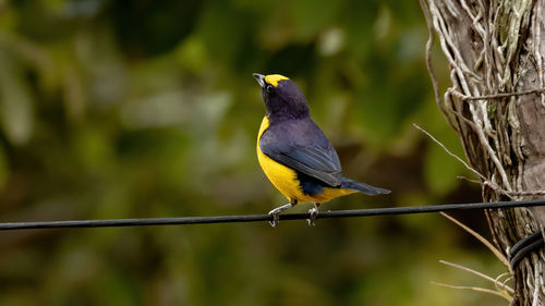 Close-up of bird perching on branch