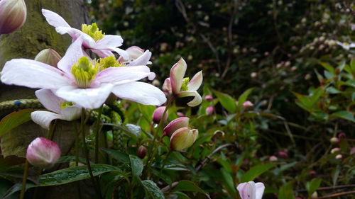 Close-up of flowers blooming outdoors