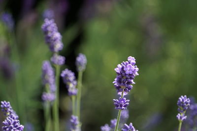 Close-up of purple flowering plants