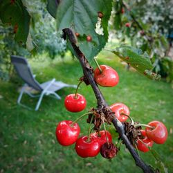 Close-up of red cherries growing on tree