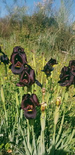 Close-up of butterfly on flower