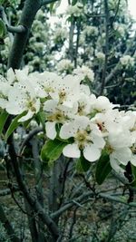 Close-up of white flowers blooming on tree