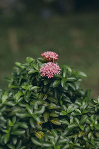 The beauty of peonies in moc chau